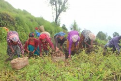 हराउँदै अर्मपर्म